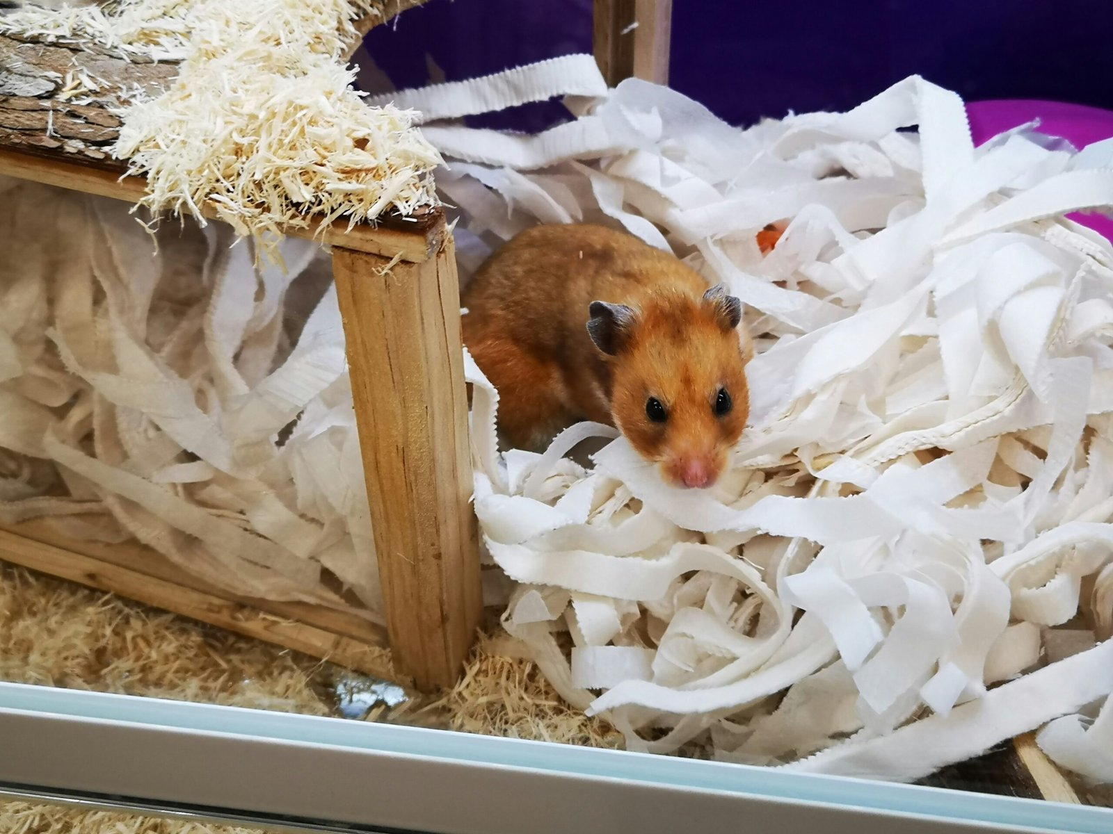 Hamster Dorado: Todo lo que Necesitas Saber sobre Esta Adorable Mascota